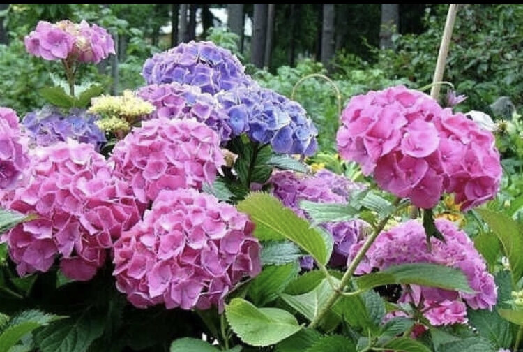 #гортензия #сад и огород#цветы
