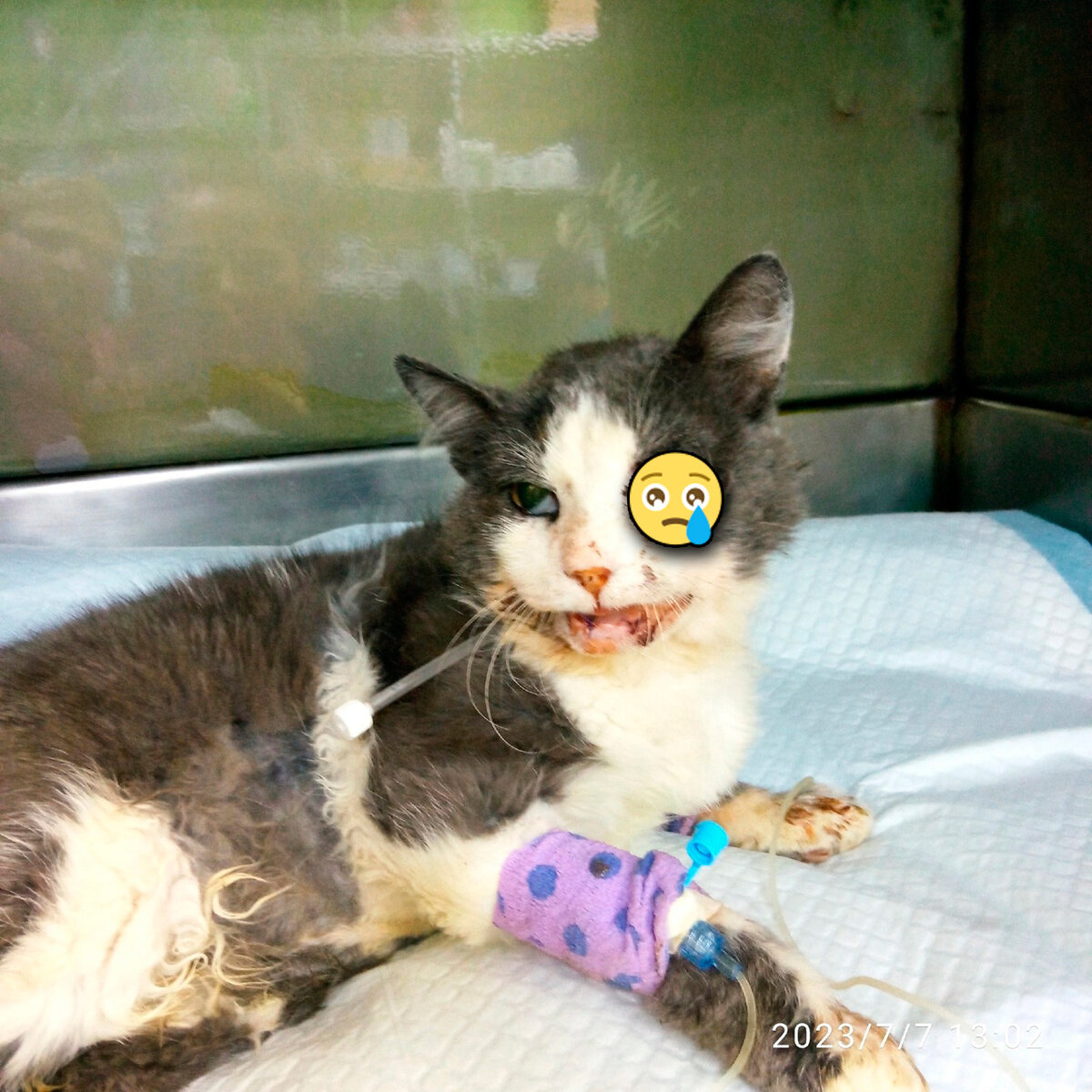 Бусик на следующий день после первой операции. Глазик пришлось «закрыть» — очень уж Дзен не любит «шок-контент», видимо считает, что все мы живем в стране «розовых пони»...