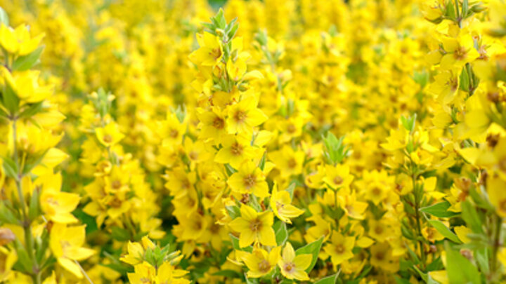 ФОТО: ELENA MAYOROVA/GLOBALLOOKPRESS