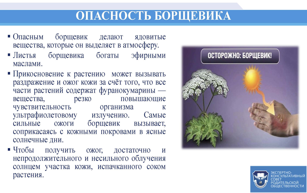 Опасное растение борщевик. Борщевик Сосновского ядовитое растение. Борщевик опасность для человека. Борщевик опасен для человека.