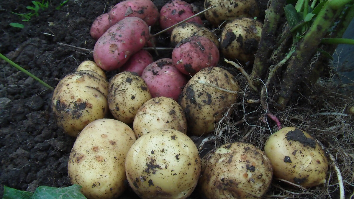 Многие слышали о таком приёме, как обрывать соцветия картофеля, говорят что это чуть ли не панацея для богатого урожая. На самом деле существуют разные мнения, проводились даже испытания.-4