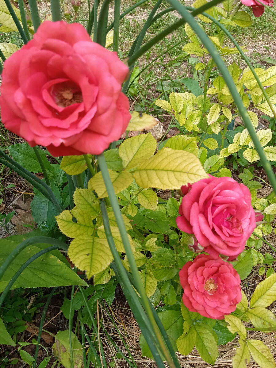 Роза спрей. Название неизвестно. Вот такие жёлтые листья на розе свидетельствуют о хлорозе