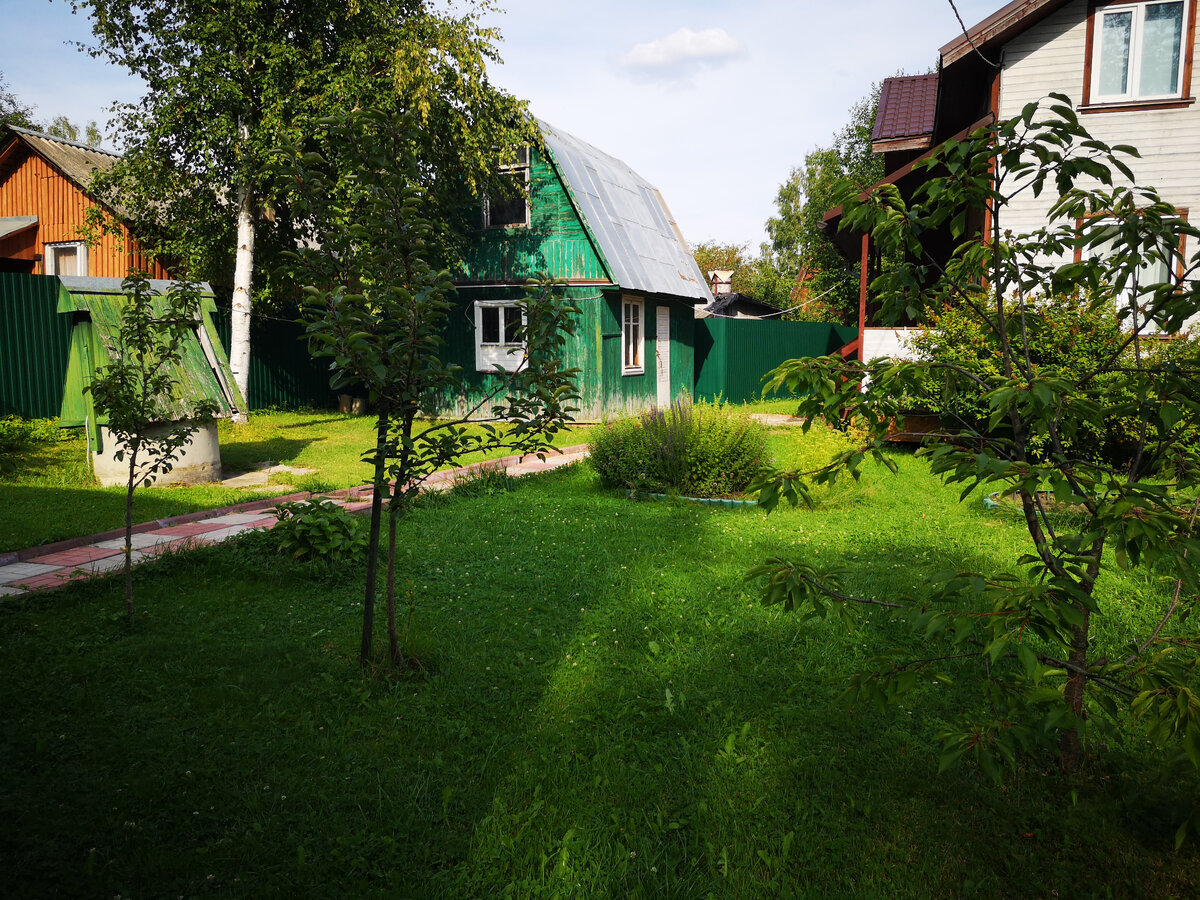 На клумбе росли лаванда и мята. Яблоню слева пересадила, потому что она бы со временем закрыла бы свет в доме.