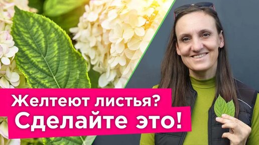 Download Video: Желтеют листья у растений? Вот самый эффективный метод борьбы с хлорозом