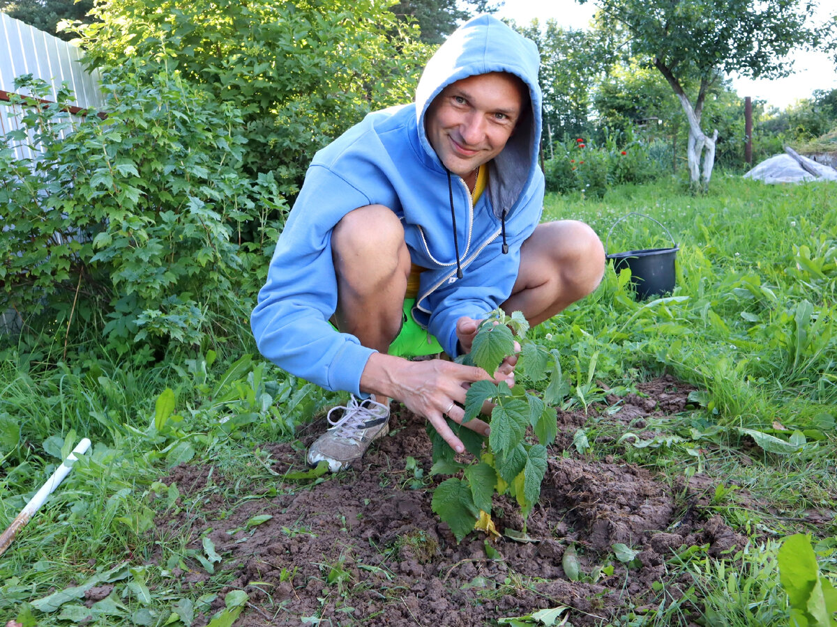 Фото сделано три года назад. Сажаем! 