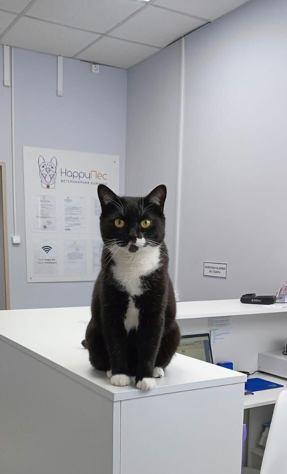 Спокойный кот на приеме у нашего ветеринара
