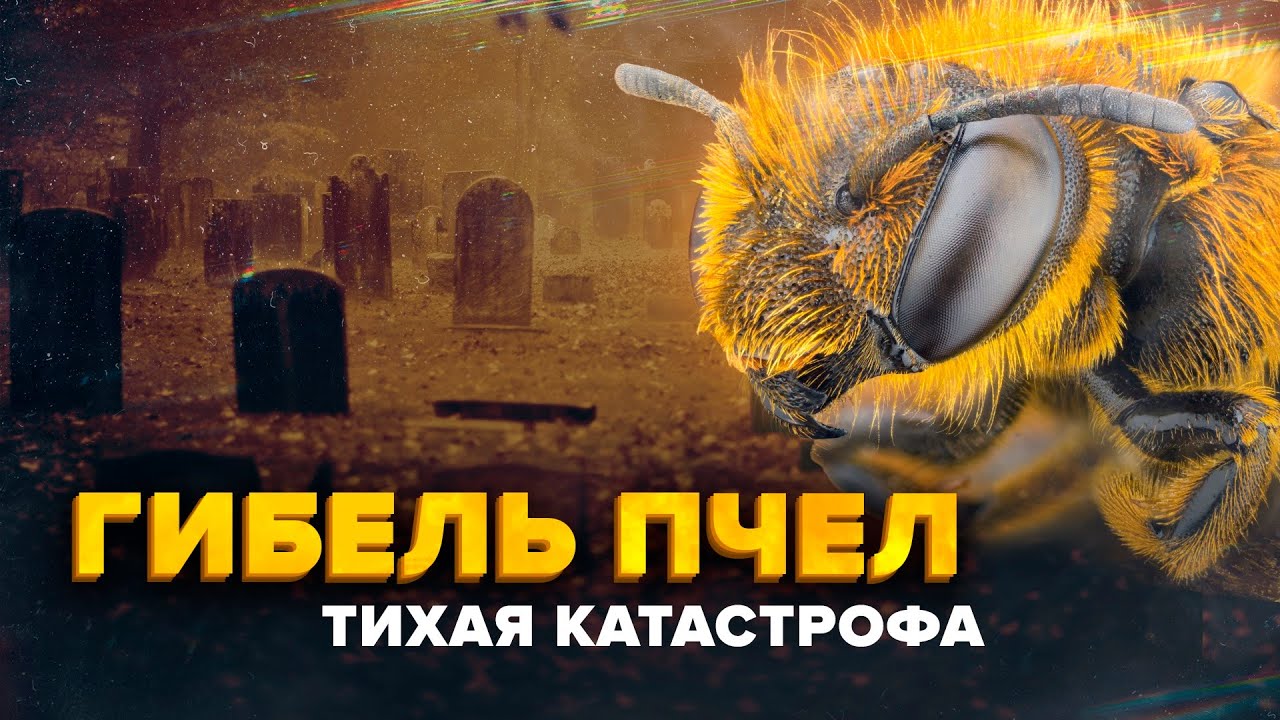 Инициативы по сохранению пчел