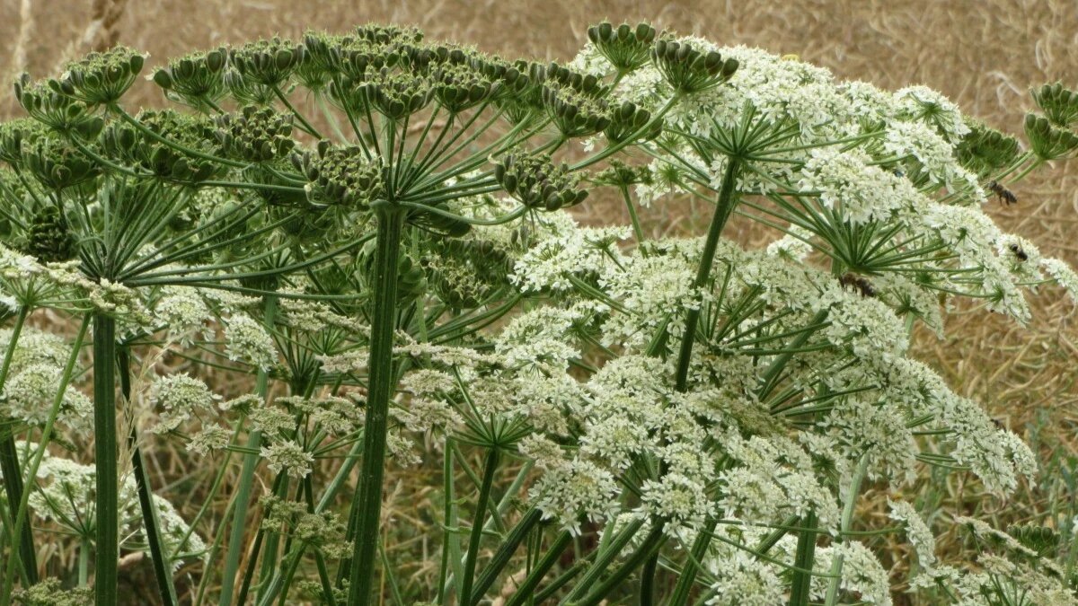 Борщевик. Фото: pxhere.com