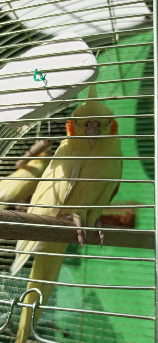 Попугайчики, Надя и ей на друг или подруга