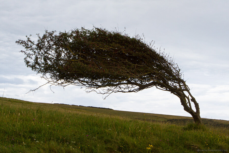 Дерево выросшее в зоне сильных ветров. Сильный ветер деревья. Флагообразная. Семь сестра ветра дерево.