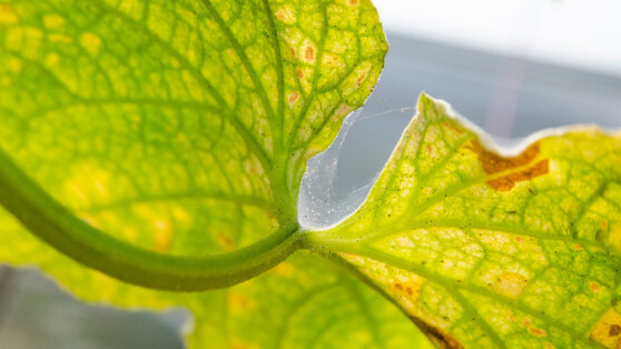    Эксперт рассказала, как бороться с паутинным клещом на огурцах в теплице Ирина Петрова