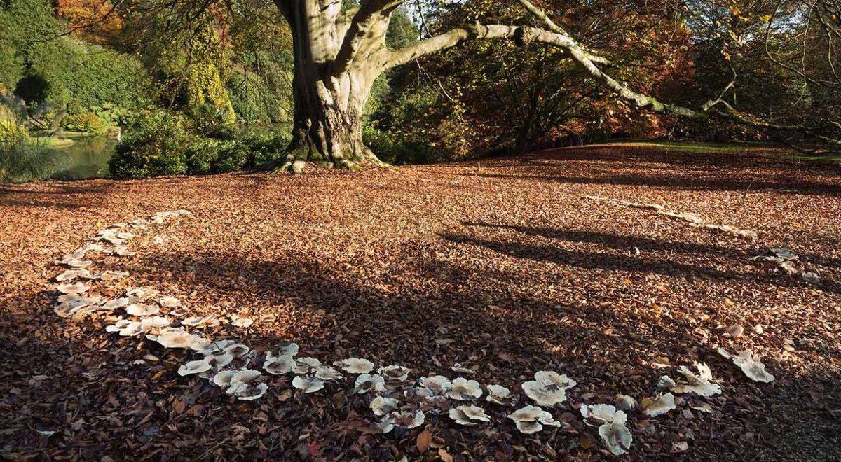 Ведьмин круг