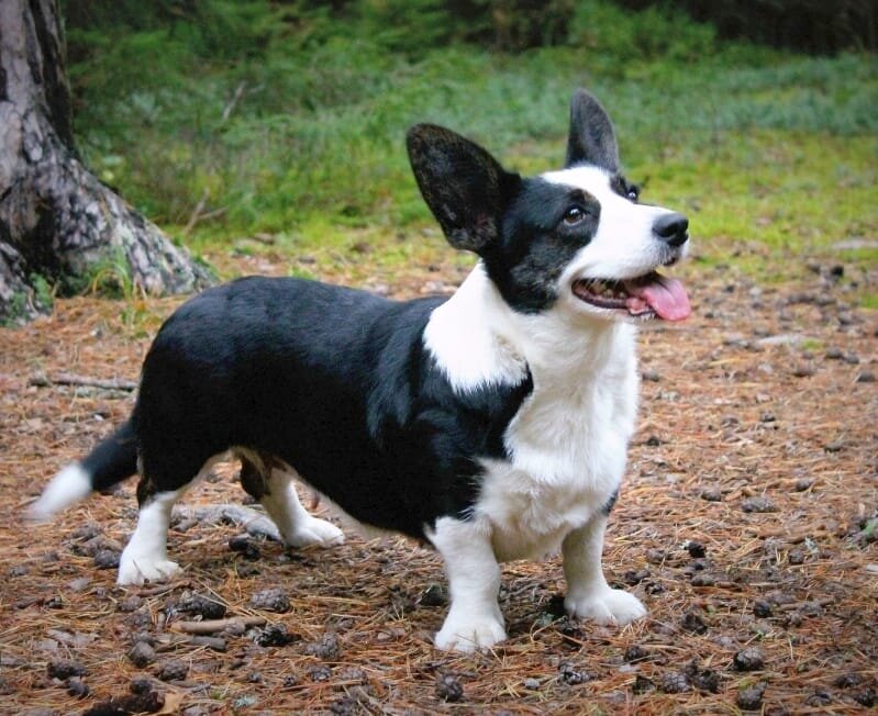 Щенок Корги. Фото из интернета. 