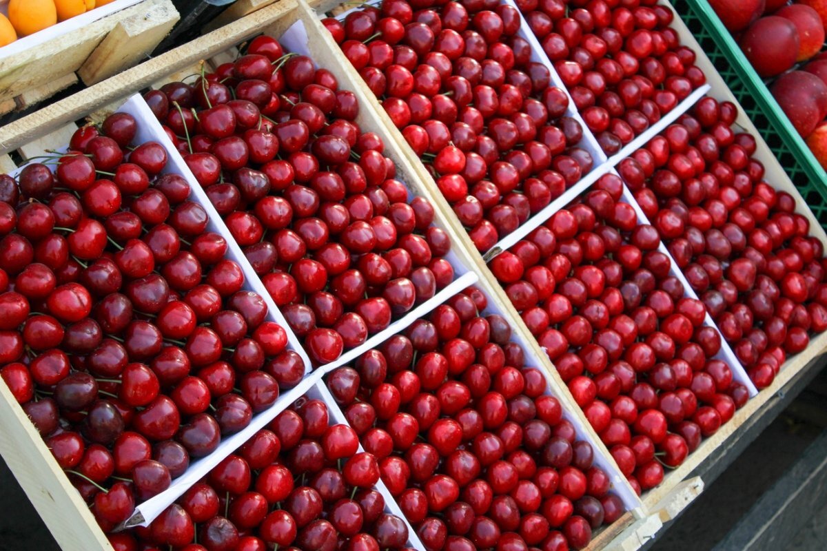    Томичам рассказали, как правильно хранить черешню