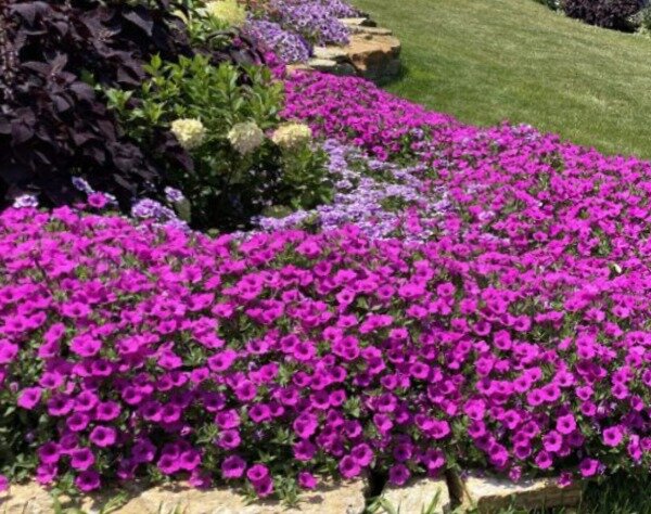 модный тренд - супертунии