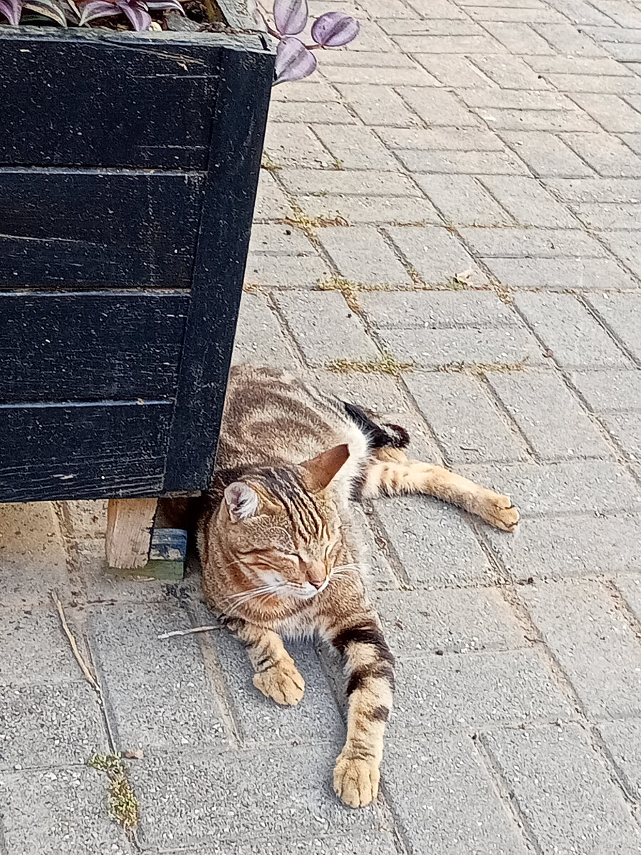 Т͜͡и͜͡г͜͡р͜͡е͜͡н͜͡о͜͡к͜͡ т͜͡у͜͡р͜͡е͜͡ц͜͡к͜͡и͜͡й͜͡🐯