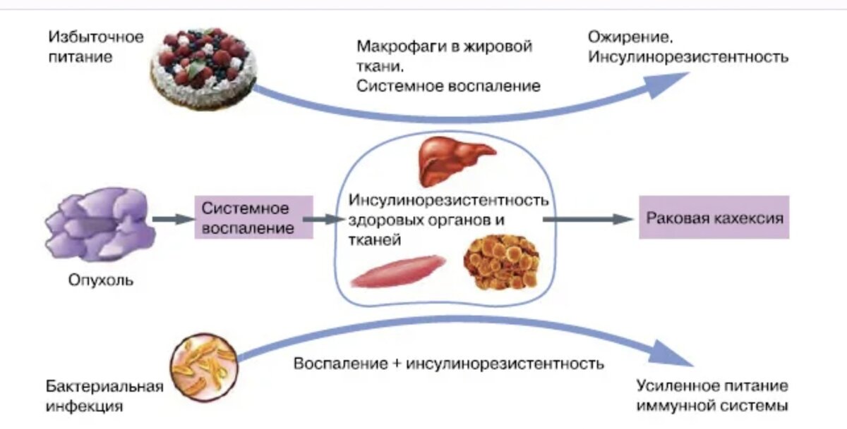 Инсулинорезистентность и лишний вес. Механизм развития инсулинорезистентности при ожирении. Резистентность клеток к инсулину. Инсулинорезистентность патогенез инсулинорезистентности. Механизм резистентности к инсулину.