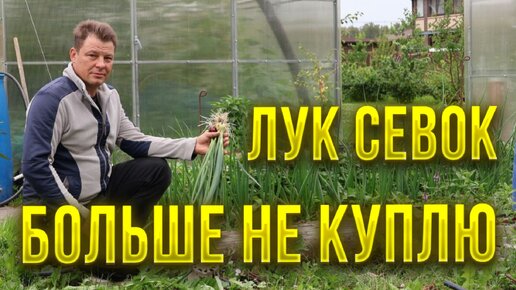 Хватит покупать дорогущий севок - из семян вырастает не хуже