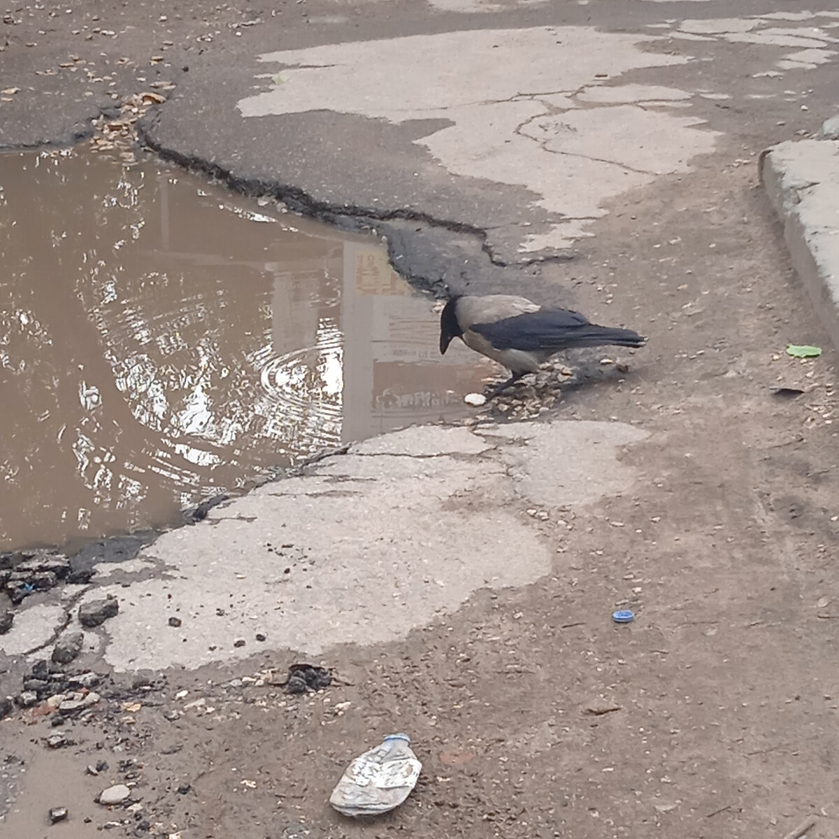 Умная ворона