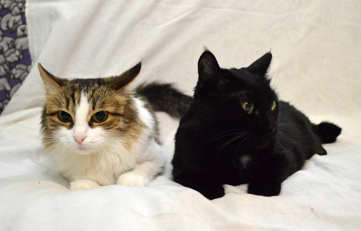 Кати и Дика