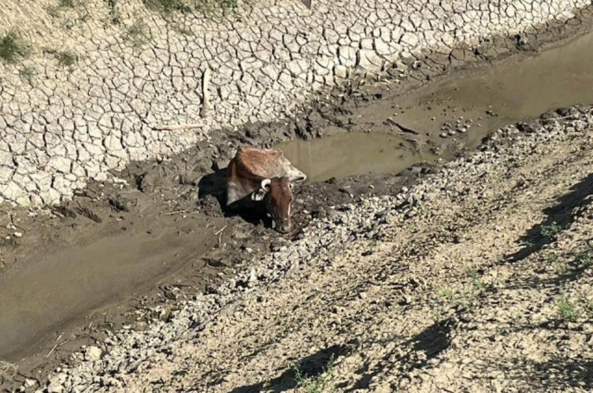    Спасатели Ставрополья вытащили из канала корову, застрявшую в грязи