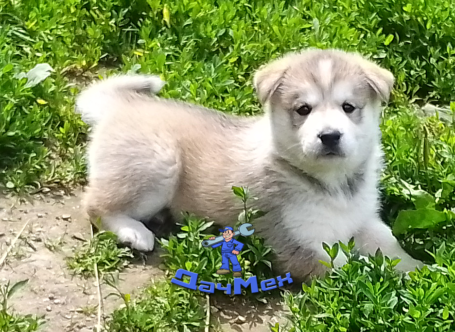 Кера, любит принимать серьезный вид!