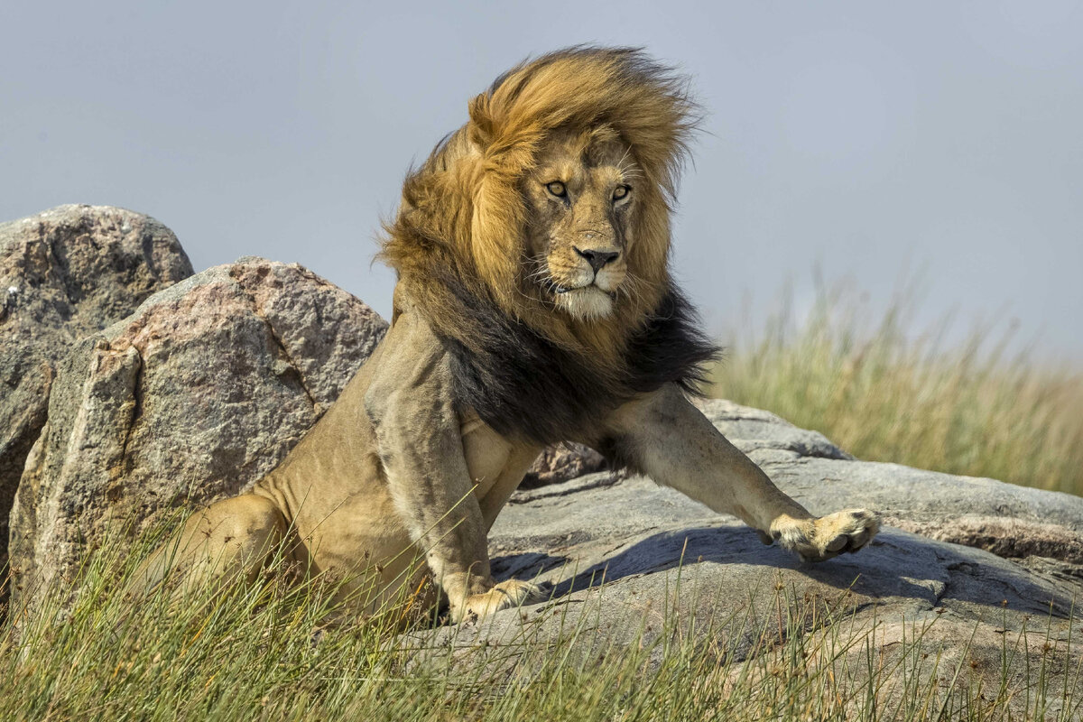 Яндекс картинка. Вся природная мощь царя зверей.