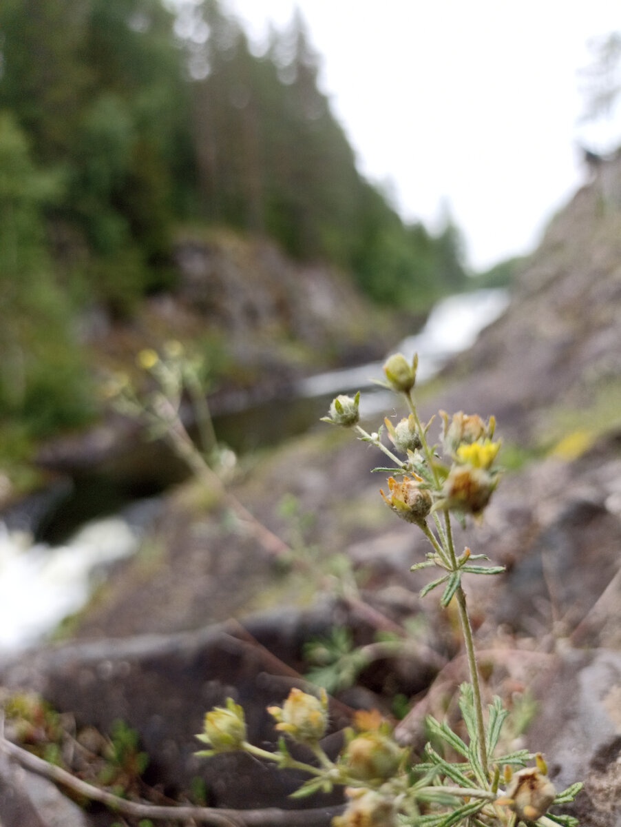 Какой-то цветочек) 