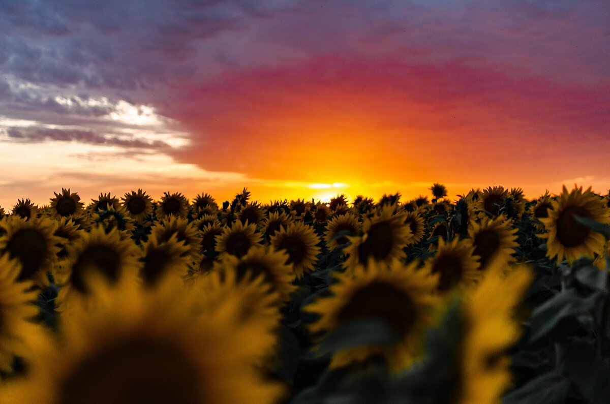 Фото с бесплатного фотоистока https://unsplash.com, автор Gaman Alice