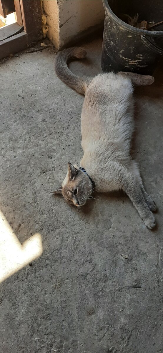 Наш кот Лайк, всегда падает , когда видит нас, чтоб почухали его.