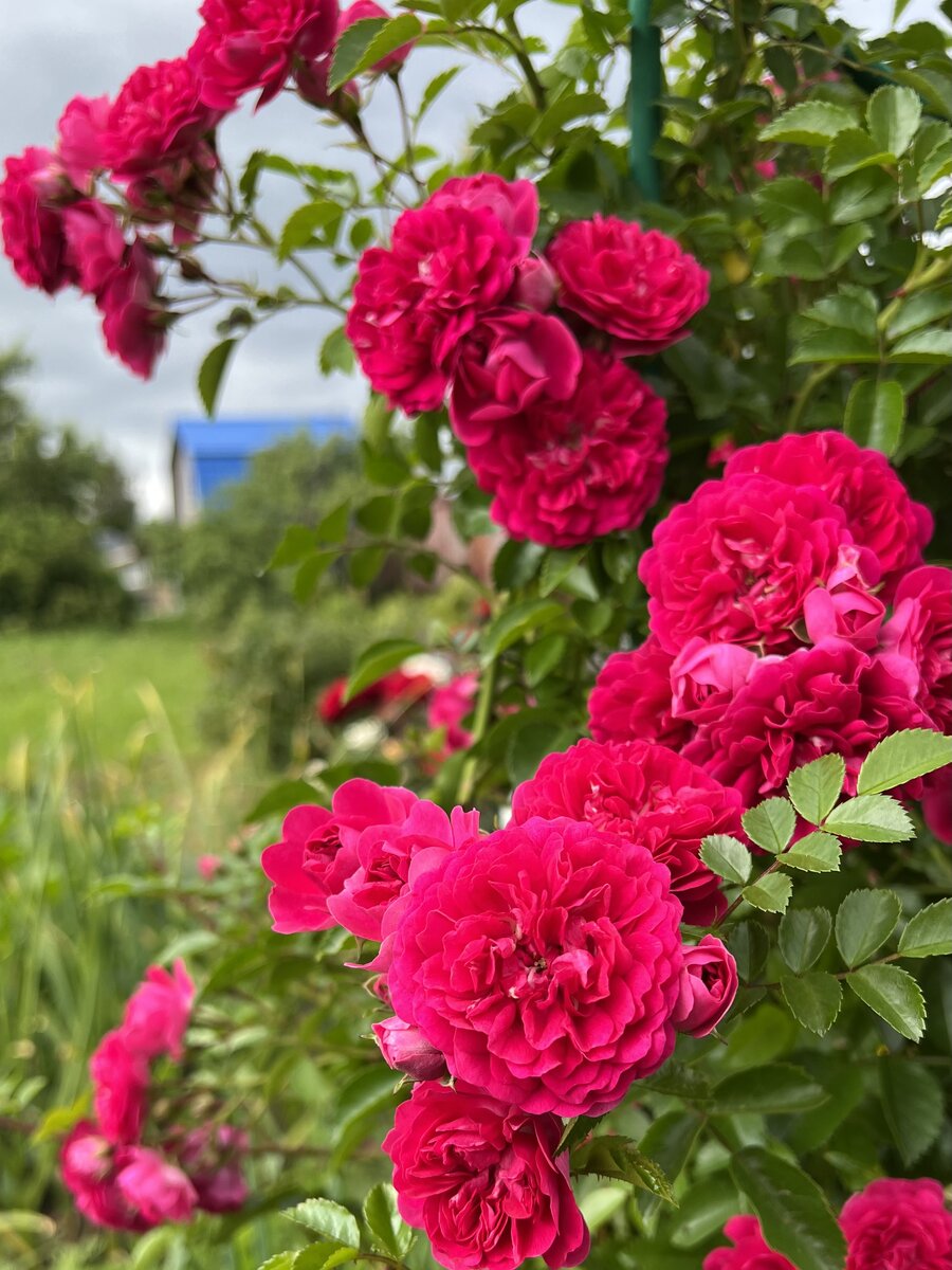 Excelsa. 13.07.2023.