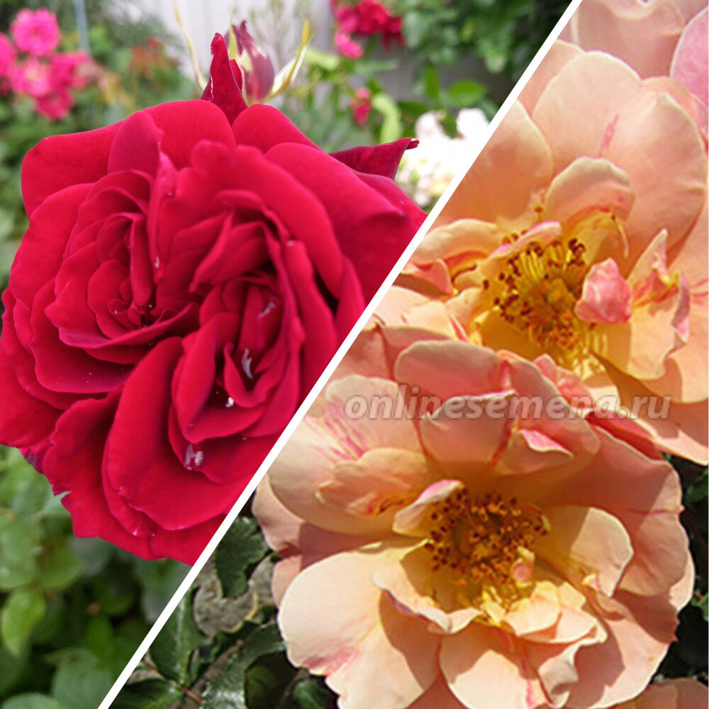 Это Джаз и Джаз. 