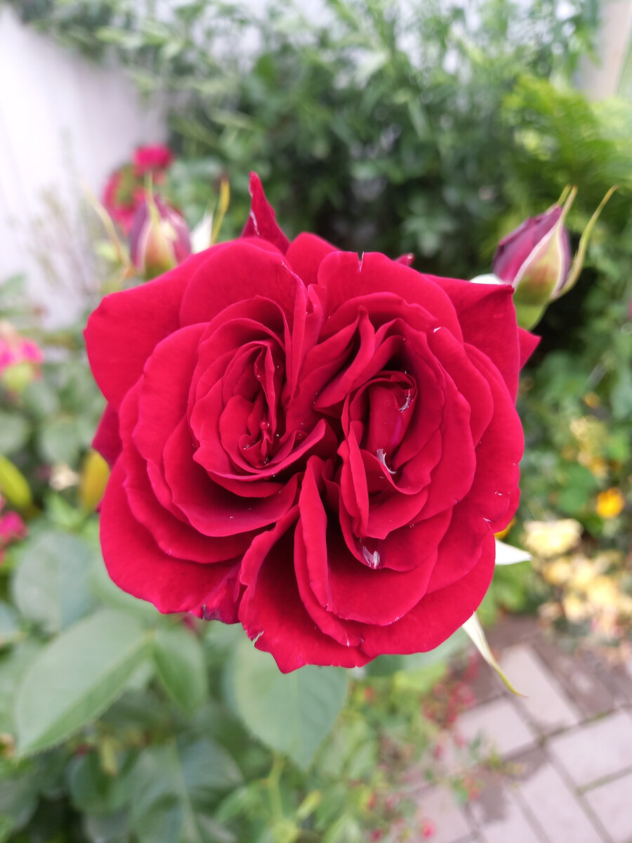 Будет знакомы, я Это Джаз, красная плетистая, (я же Нахенглад, и That’s Jazz, и Pulnur и т.д)