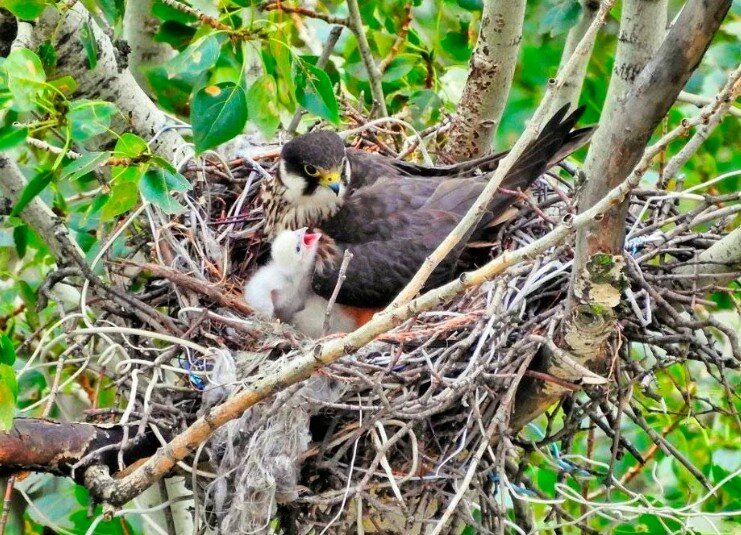 Гнездо чеглоков, фото с сайта: https://zookakadu.ru/