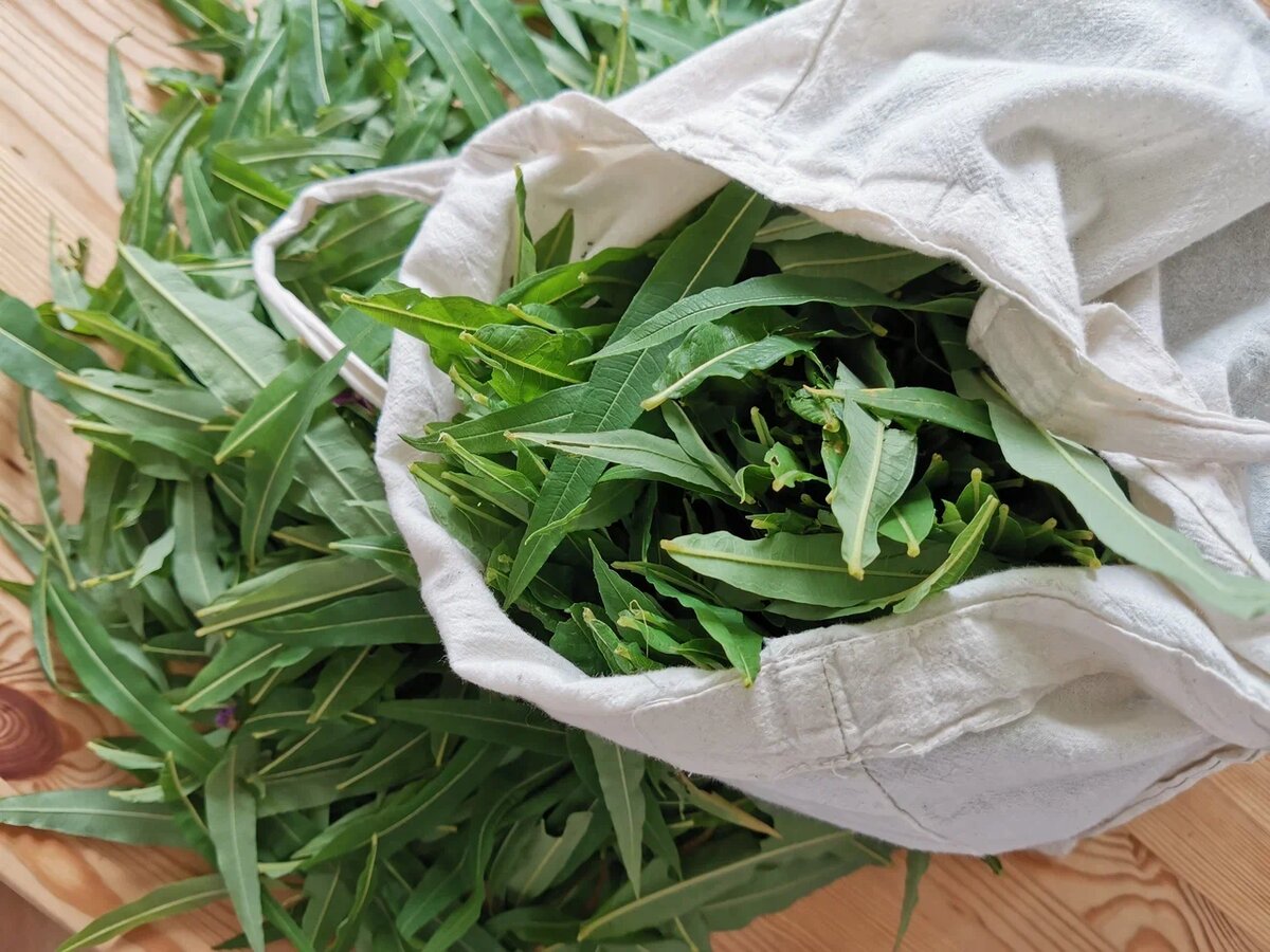 Приготовить иван-чай из листьев кипрея просто по авторскому рецепту Лидии Суриной