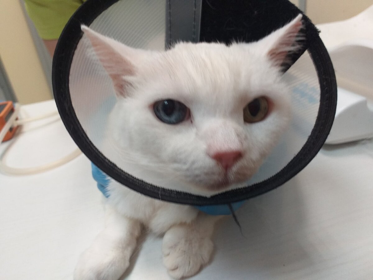 © ВСЕ ОТТЕНКИ КОШАЧЬЕГО. На приеме у терапеввта.