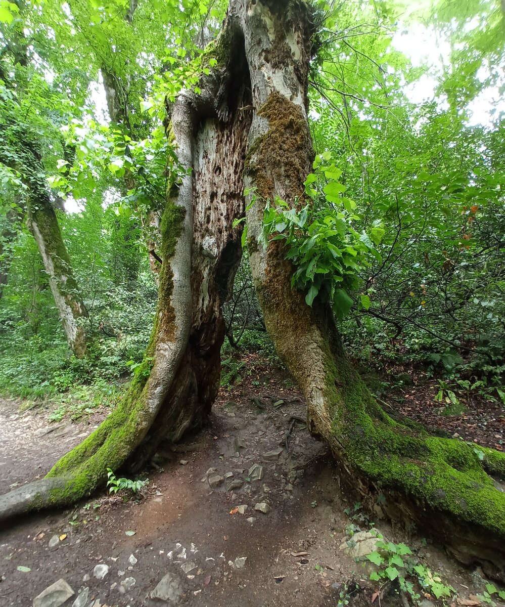 Авторство: Margarita Shummar