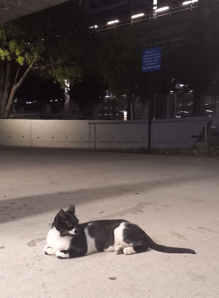 Наш аэропортовский котик. Фото автора