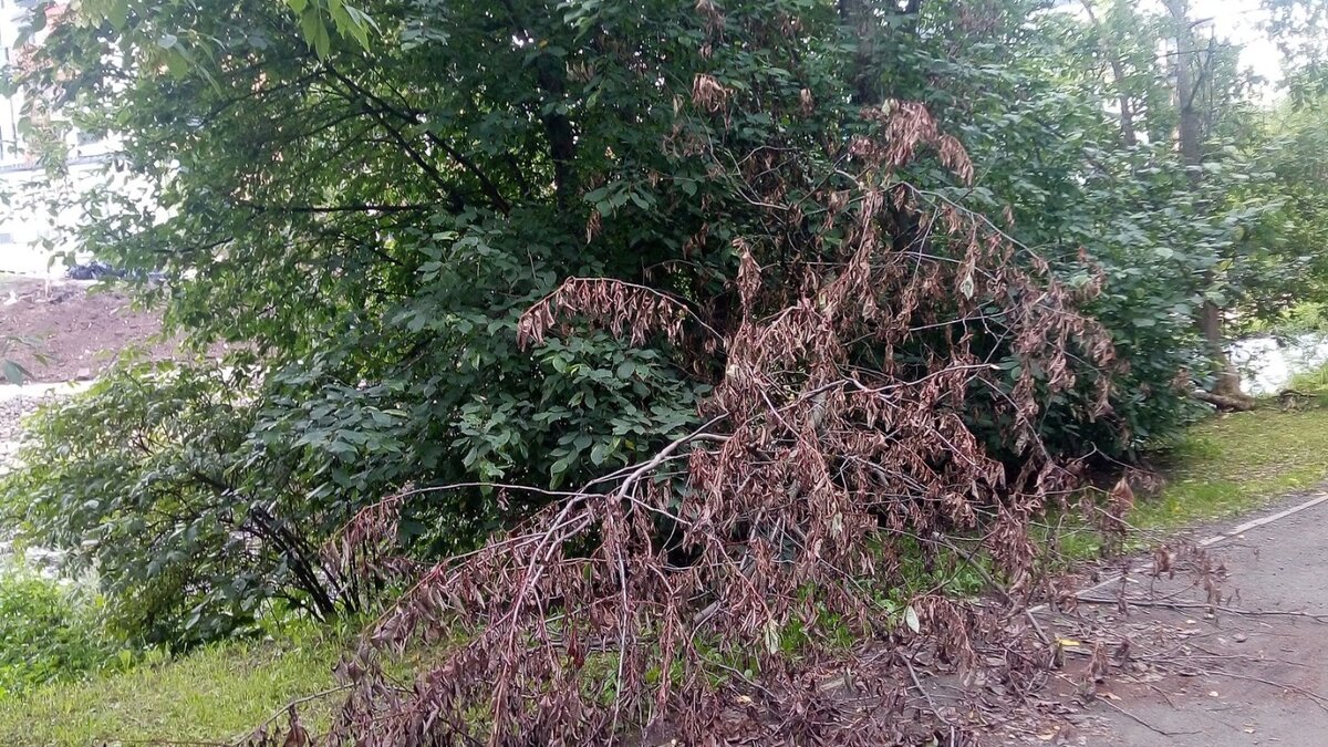     Сломанное дерево представляет опасность для горожан, жалуются местные жители. Пост об этом появился в соцсетях.