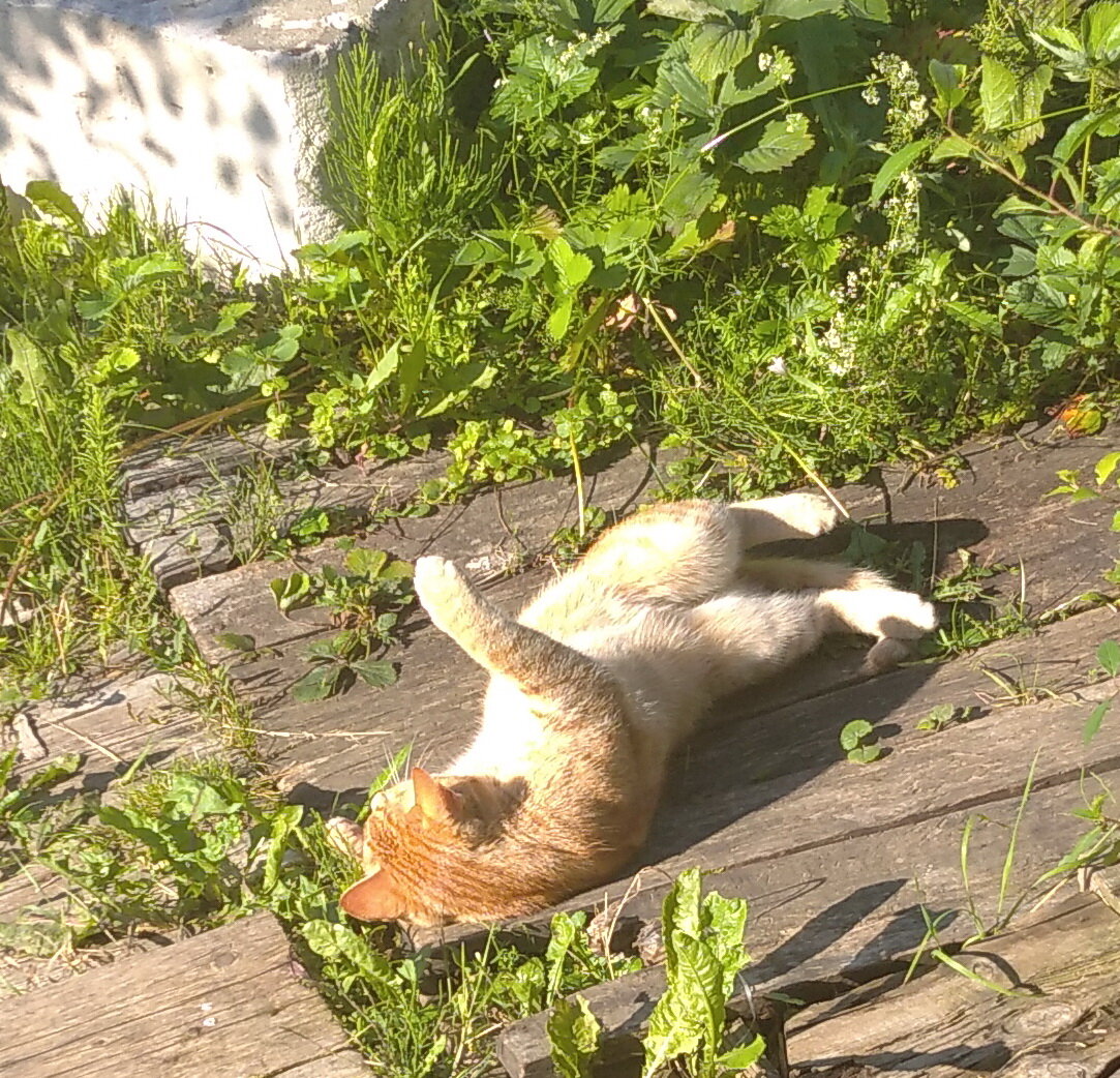 Личное  фото.