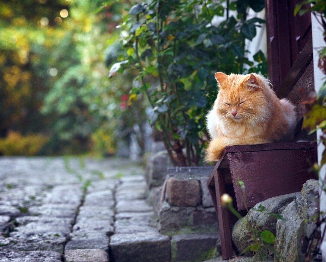 источник фото: https://s00.yaplakal.com/pics/pics_original/0/8/8/14536880.jpg