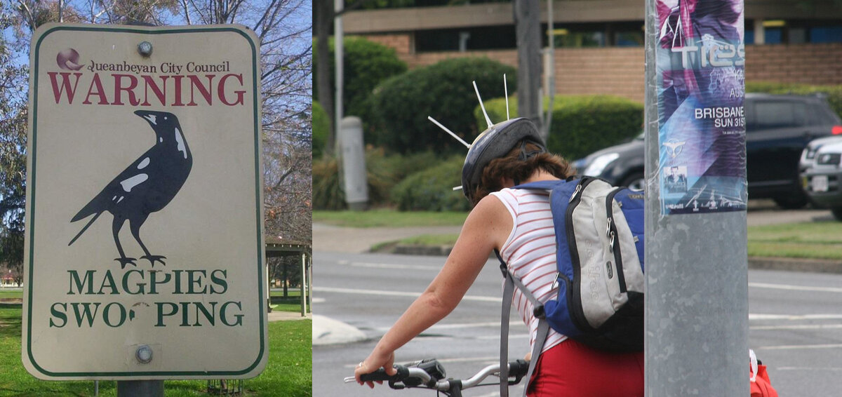 Слева – знак, предупреждающей о беспределе со стороны птиц. Справа – противосорочий шлем.