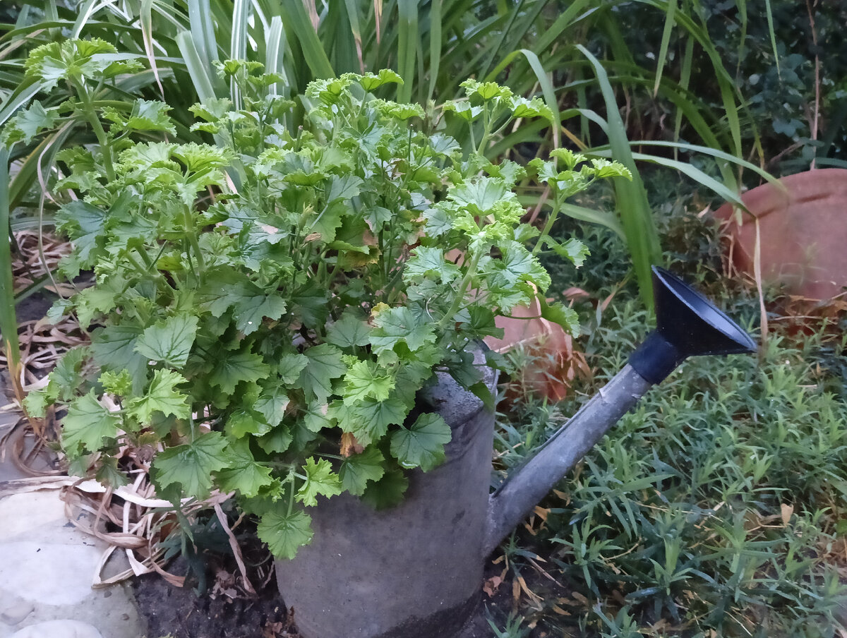 Мобильная клумба