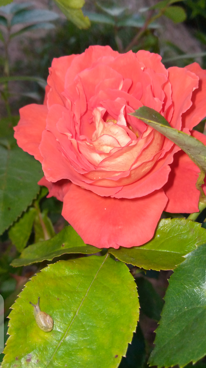 Всем читателям цветочек!!!🌹 И улиточку 🐌🐌🐌