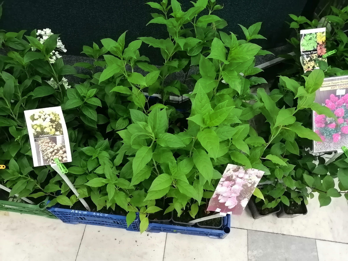 Ещё немного саженцев