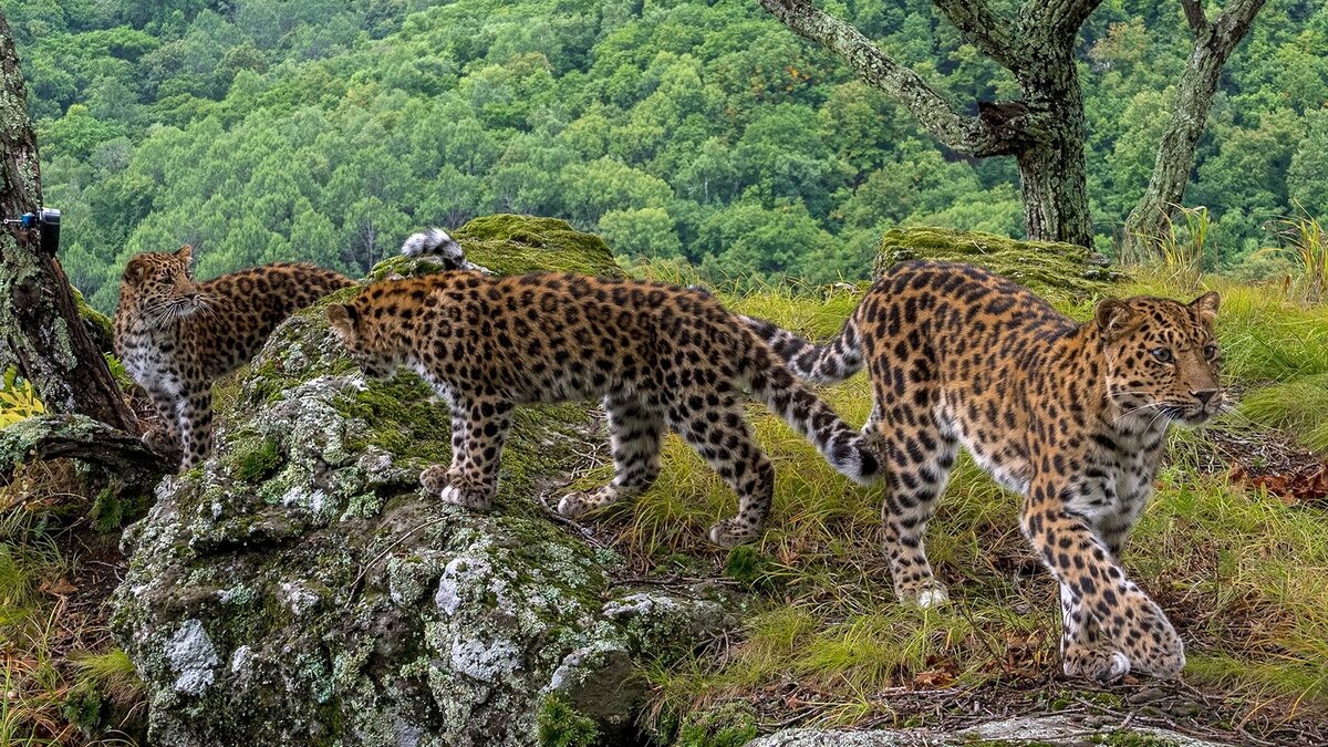     Самка Leo 99 °F прогуливалась по нацпарку «Земля леопарда» вместе с двумя своими котятами в Приморье. Через полгода эти малыши захотят вести самостоятельную жизнь.