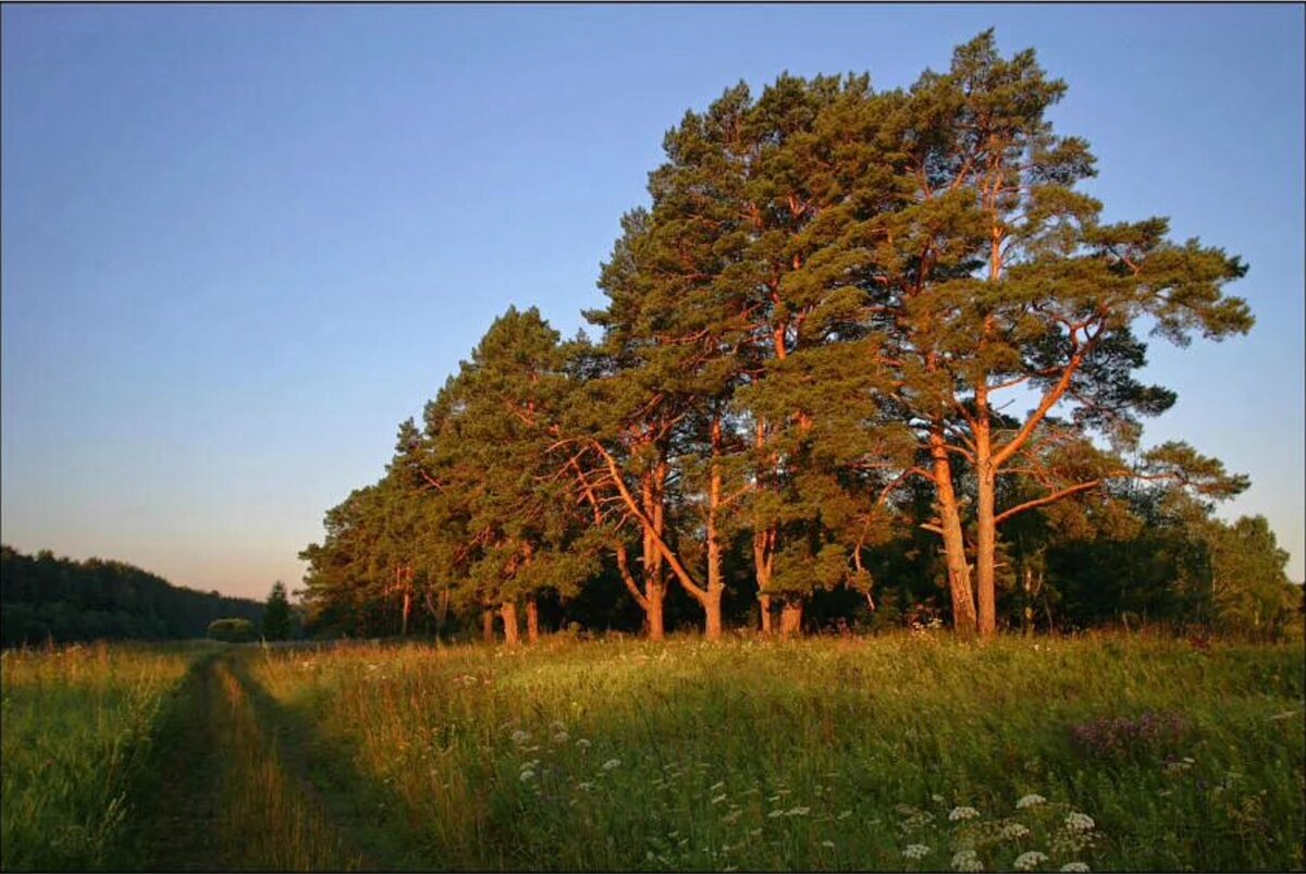 Природа сосна. Сосновый Бор Подмосковье. Сосенки лес красный Сулин. Каменка три сосны. Сосны в Коломенском.