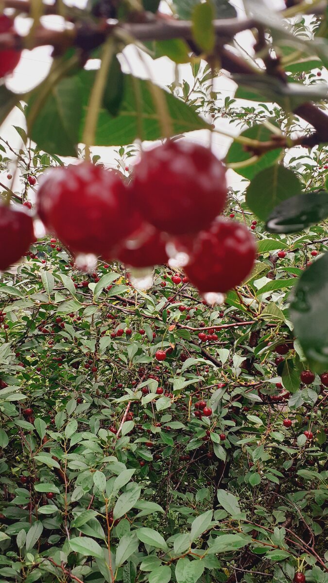 Лето в разгаре. Спеют ягодки,вишня очень красивая и вкусная!!!