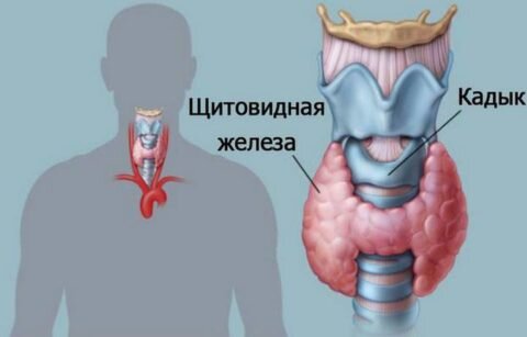  Щитовидка всецело зависит от продукции ТТГ