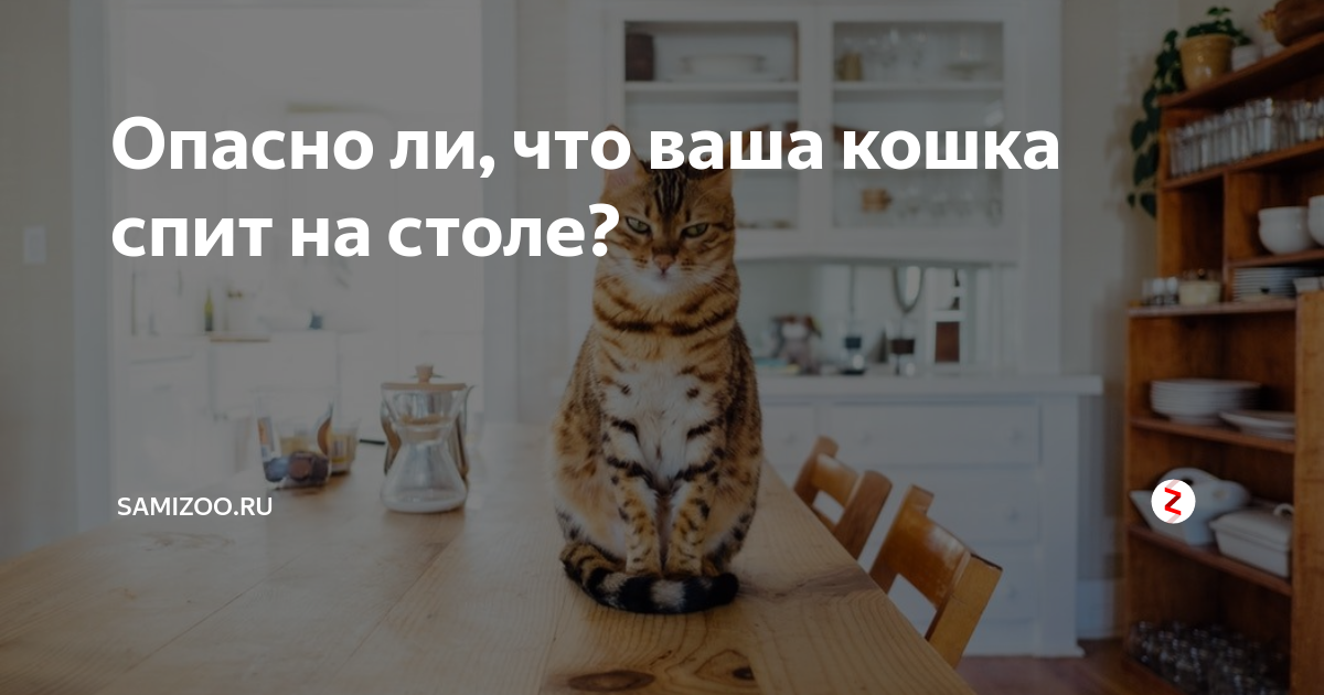 Кошка спит на столе